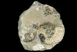 Three Ammonite (Pleuroceras) Fossils in Rock - Germany #125430-1